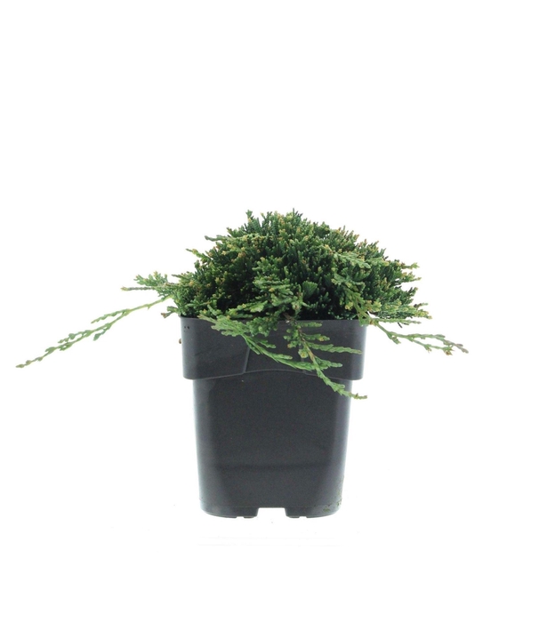 <h4>Juniperus horizont. 'Wiltonii '</h4>