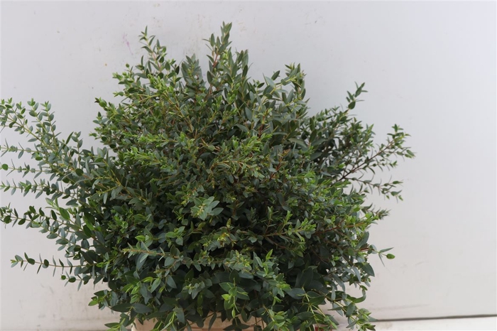 <h4>Euca Parvifolia Short 150gr P Bunch</h4>
