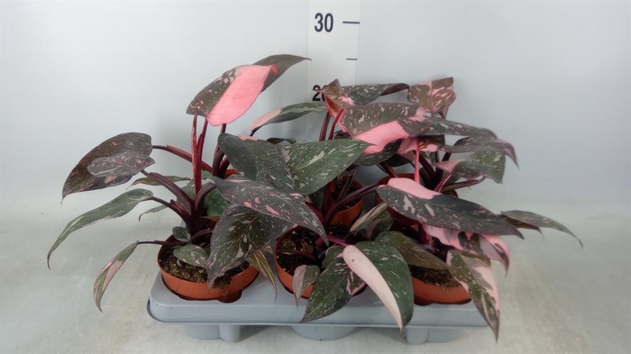 <h4>Philodendron   ...</h4>