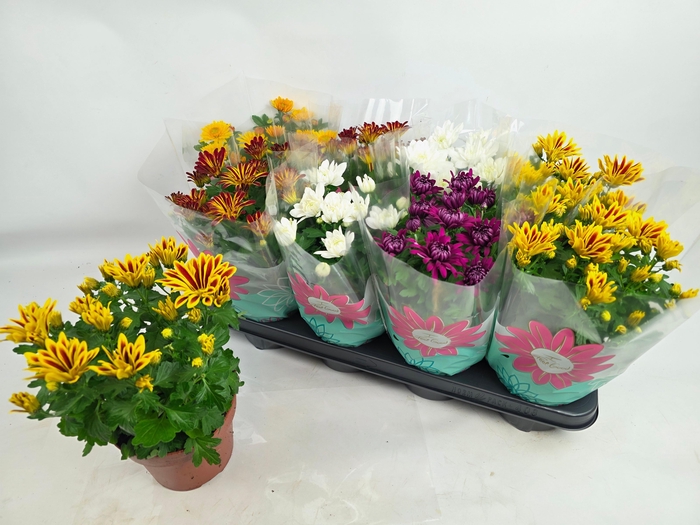 <h4>CHRYS GEM 5 KL</h4>