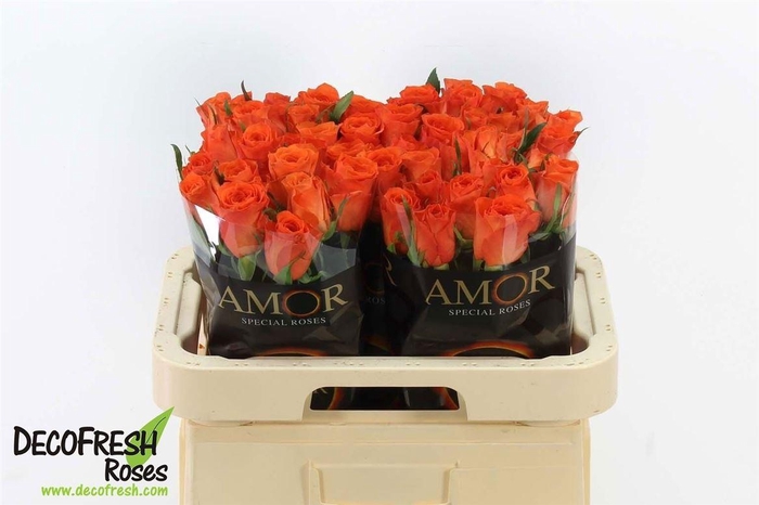 <h4>R Gr Orange Fantasy</h4>