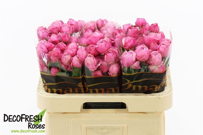 <h4>R Tr Silva Pink</h4>