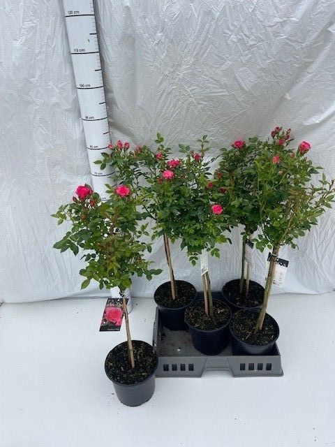 <h4>ROSA ST OV</h4>