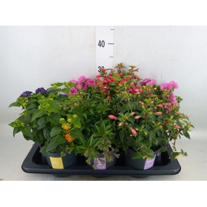 Kuipplanten   ...mix        [Patio]