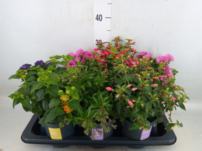 <h4>Kuipplanten   ...mix        [Patio]</h4>