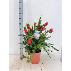 Callistemon Splendens 24Ø 90cm