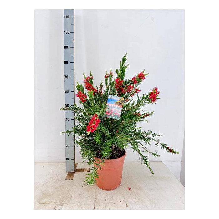<h4>Callistemon Splendens 24Ø 90cm</h4>