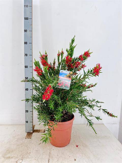 Callistemon Splendens 24Ø 90cm