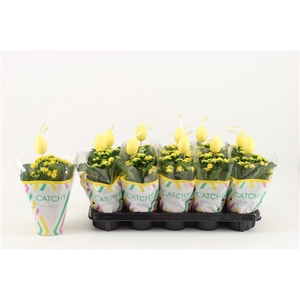 Kalanchoe Double, Catchy Season Yellow + bijsteker