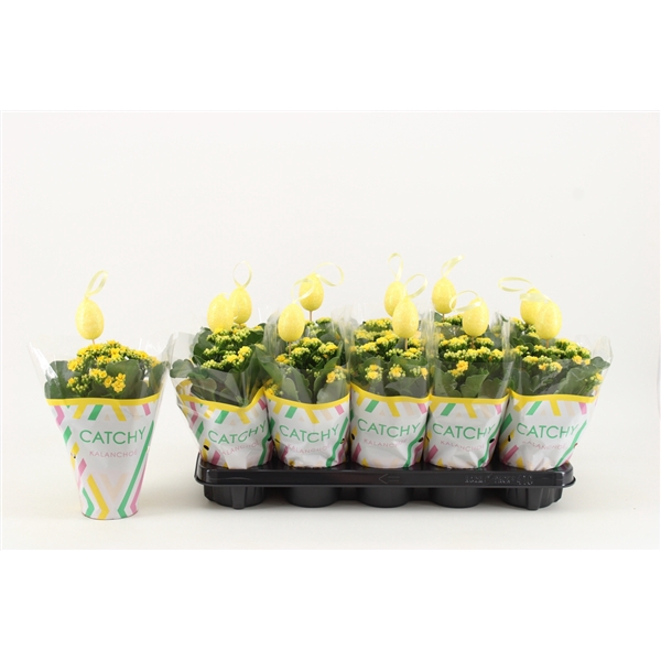 <h4>Kalanchoe Double, Catchy Season Yellow + bijsteker</h4>