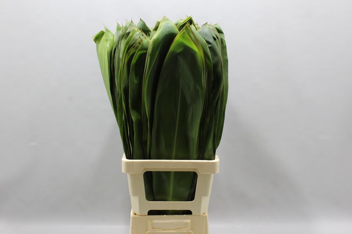 Cordyline Green Xl