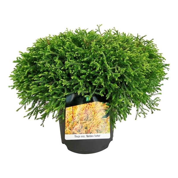 <h4>Thuja occ. 'Golden Tuffet'</h4>