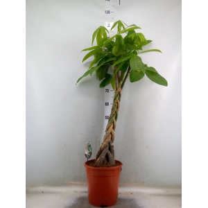 Pachira aquatica