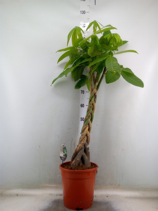 <h4>Pachira aquatica</h4>