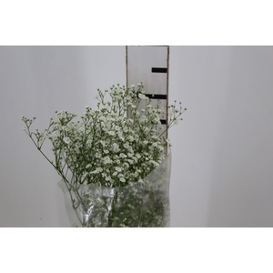 GYPSOPHILA DYNAMIC LOVE 070 CM