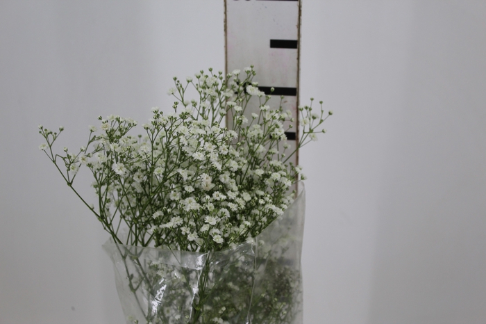 <h4>GYPSOPHILA DYNAMIC LOVE 070 CM</h4>