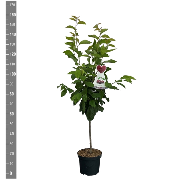 <h4>Prunus a. Bigarreau Burlat struik</h4>