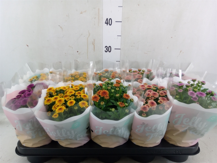 <h4>Chrysanthemum  'Jellyfish'   ...mix</h4>