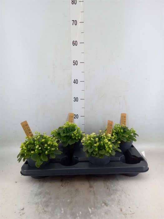 <h4>Saintpaulia   ...</h4>