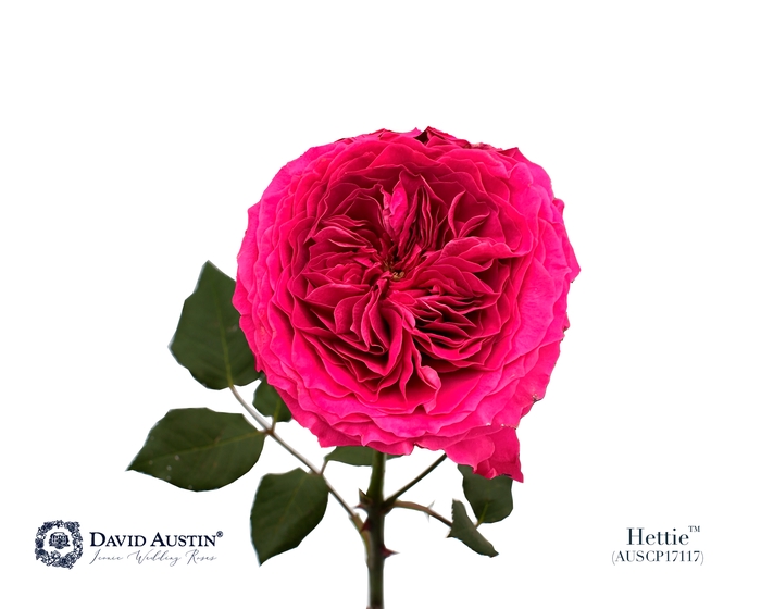 <h4>Rosa David Austin Hettie</h4>