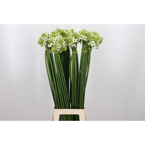 Ornithogalum Saundersiae