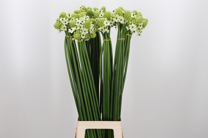 <h4>Ornithogalum Saundersiae</h4>