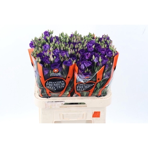 Eus E Picco Violet