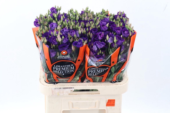 <h4>Eus E Picco Violet</h4>
