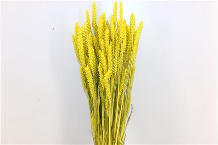 Dried Triticum Exclusive Yellow Bunch