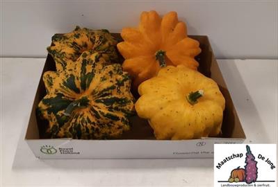 <h4>CUCURBITA FL SAUCER X4 SALE !!</h4>