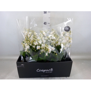 Phalaenopsis multi. 'White Punch'