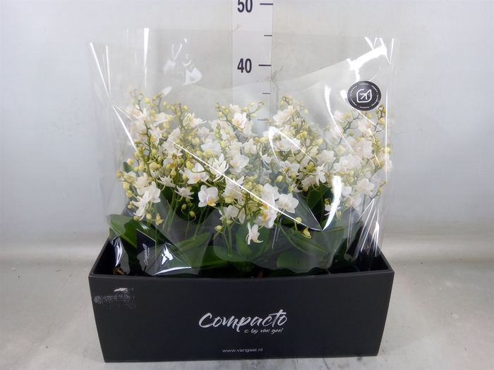 <h4>Phalaenopsis multi. 'White Punch'</h4>