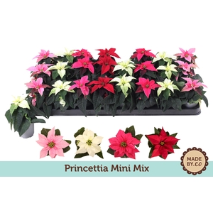 Euph. Princettia mini Mix