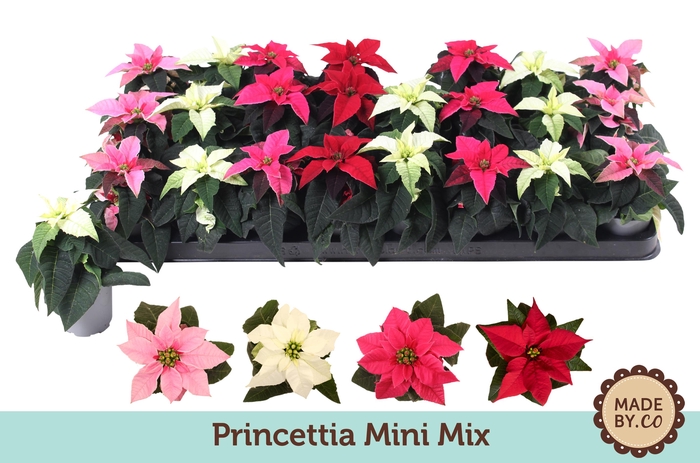 <h4>Euph. Princettia mini Mix</h4>