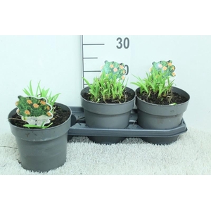 Hemerocallis Overig Every Day Lily Rose