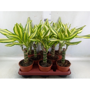 Dracaena frag. 'Yellow Coast'