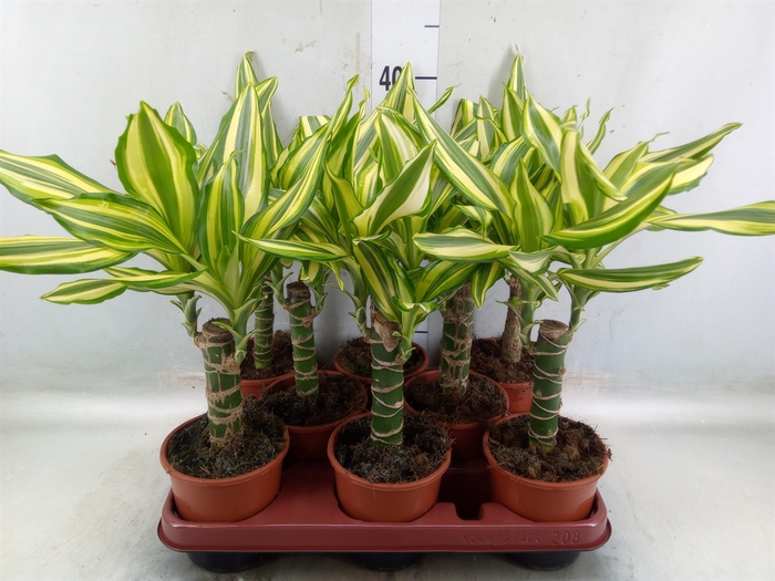 <h4>Dracaena frag. 'Yellow Coast'</h4>