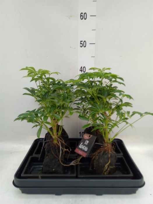 <h4>Arr. Kamerplant Groen H%</h4>