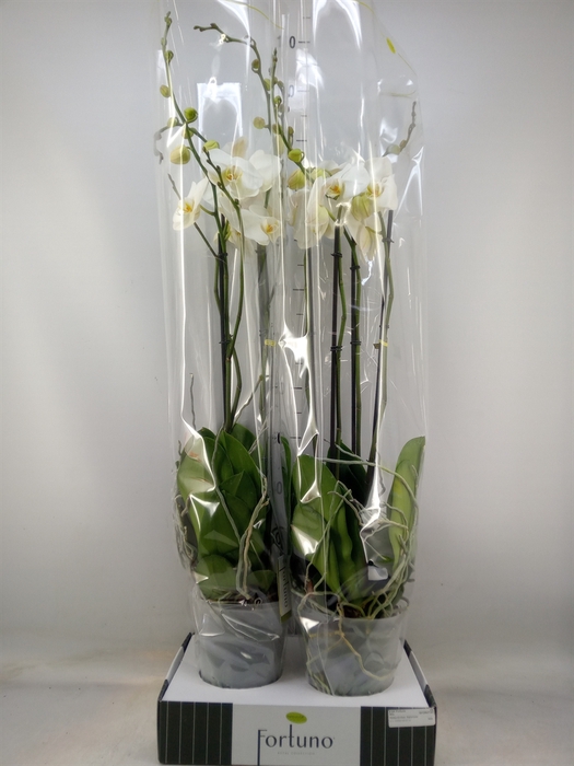<h4>Phalaenopsis   ...white</h4>