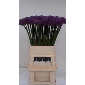 ALLIUM GLADIATOR