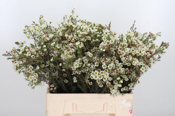 <h4>Chame Me Sirius</h4>