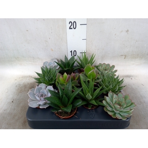 Succulents   ...mix 6