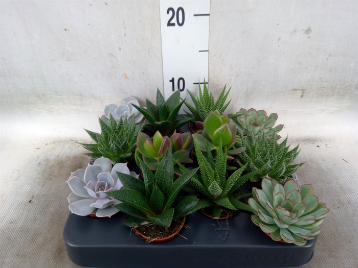 <h4>Succulents   ...mix 6</h4>