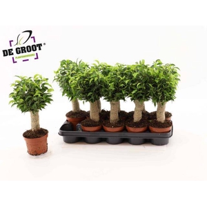 Ficus benjamina Natasja 12Ø 35cm 3pp
