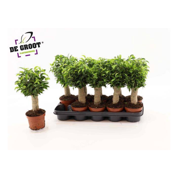 <h4>Ficus benjamina Natasja 12Ø 35cm 3pp</h4>