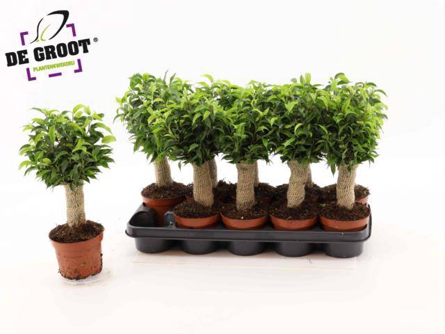 Ficus benjamina Natasja 12Ø 35cm 3pp