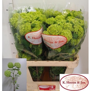 VIBURNUM ROSEUM ST