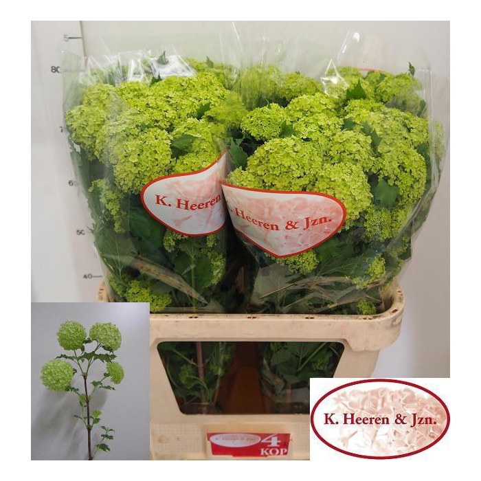 <h4>Viburnum Roseum St</h4>