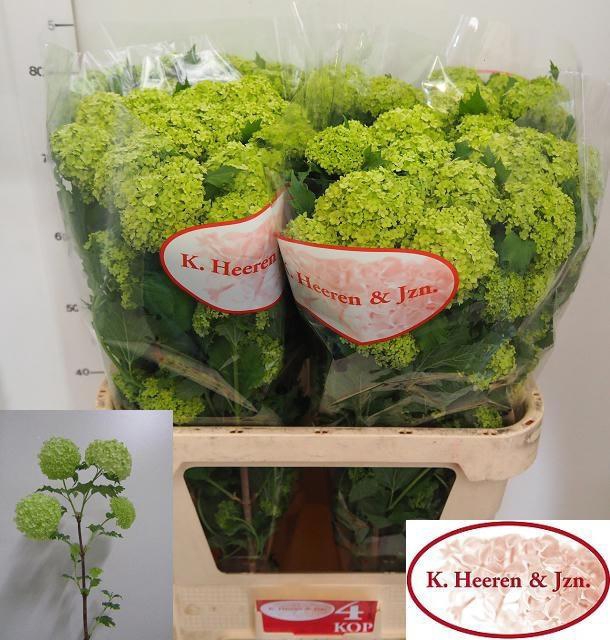 <h4>VIBURNUM ROSEUM ST</h4>