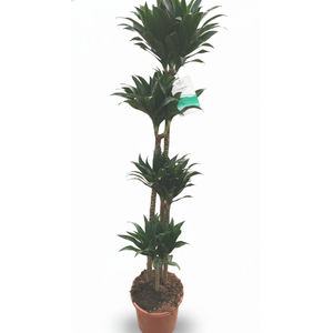Dracaena overig